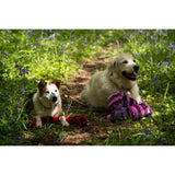 Petface Buddies 70cm Snake Plush Dog Toy - Assorted