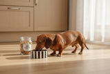 Scruffs Amalfi 13cm Stoneware Pet Bowl - Black