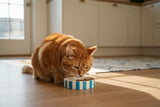 Scruffs Amalfi 13cm Stoneware Pet Saucer - Blue