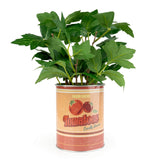 Candlelight Artificial Tomato Plant In Tin Can Pot