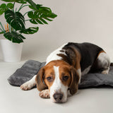 Scruffs Expedition Water Resistant Roll Up Travel Pet Bed - Storm Grey
