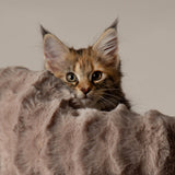 Scruffs Alpine Pyrenees Cat Tree - Taupe