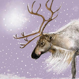 Alex Clark Pack Of 8 Christmas Cards - Reindeer