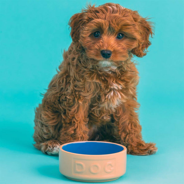 Mason Cash Cane & Blue Lettered Dog Bowl - 18cm