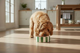 Scruffs Amalfi 15cm Stoneware Pet Bowl - Green