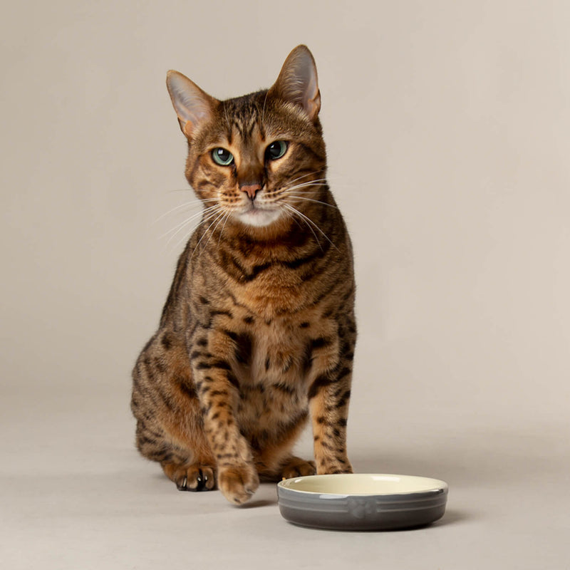 Scruffs Ombré 13cm Stoneware Pet Saucer - Grey
