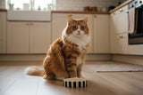 Scruffs Amalfi 13cm Stoneware Pet Saucer - Black