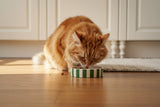Scruffs Amalfi 13cm Stoneware Pet Saucer - Green