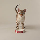 Scruffs Amalfi 13cm Stoneware Pet Saucer - Red