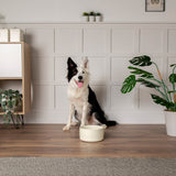 Scruffs Icon 20cm Stoneware Pet Water Bowl - Cream