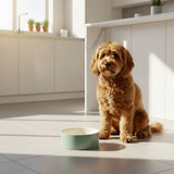 Scruffs Classic 19cm Stoneware Pet Food Bowl - Sage Green