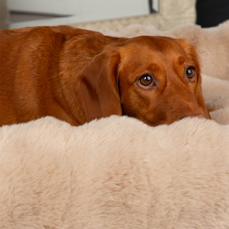Scruffs Alpine 90cm x 70cm Box Bed - Champagne