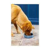 Mason Cash Reactive Paw Pet Bowl - 18cm