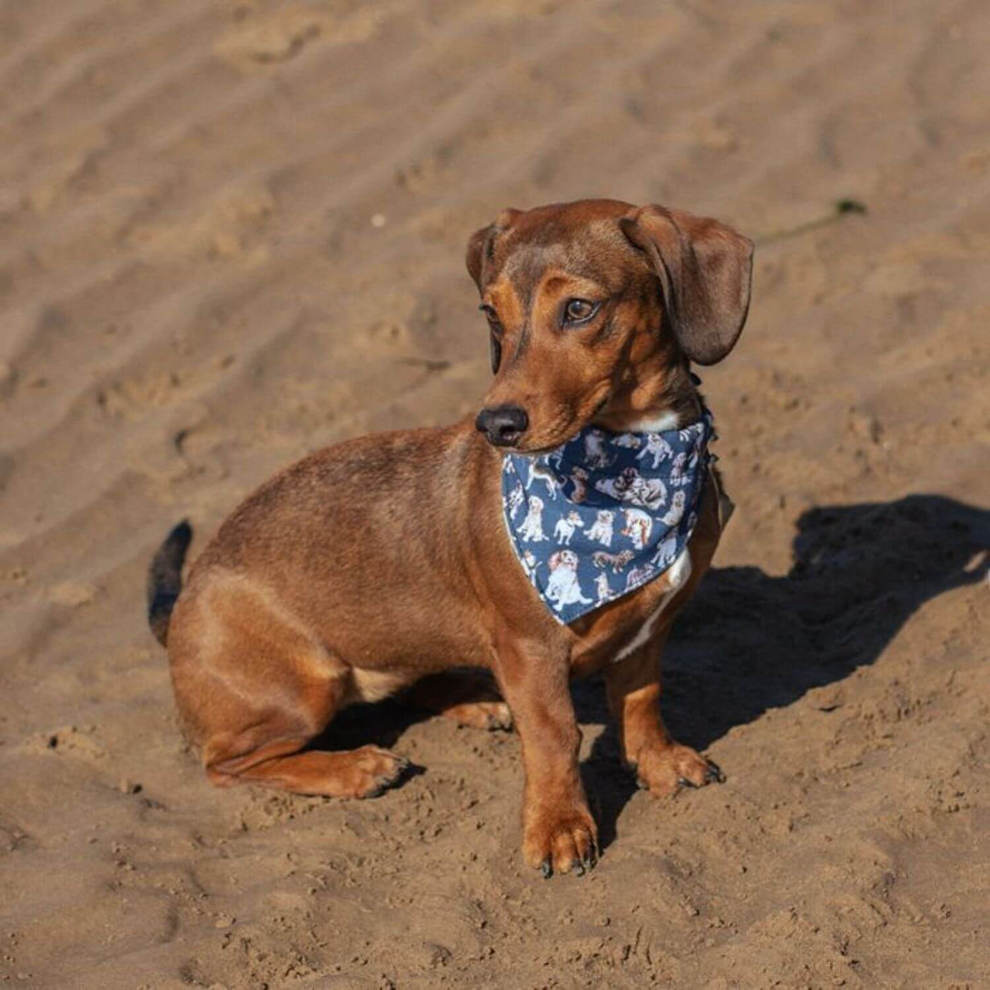 Xs dog bandana discount