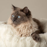 Scruffs Alpine Pyrenees Cat Tree - Cream