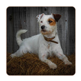 iStyle Rural Roots 4 Piece Square Coaster Set - Jack Russel