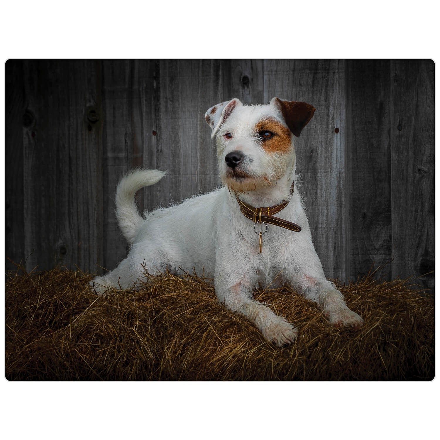 Buy iStyle | Rural Roots Glass Worktop Saver - Jack Russell – Potters ...